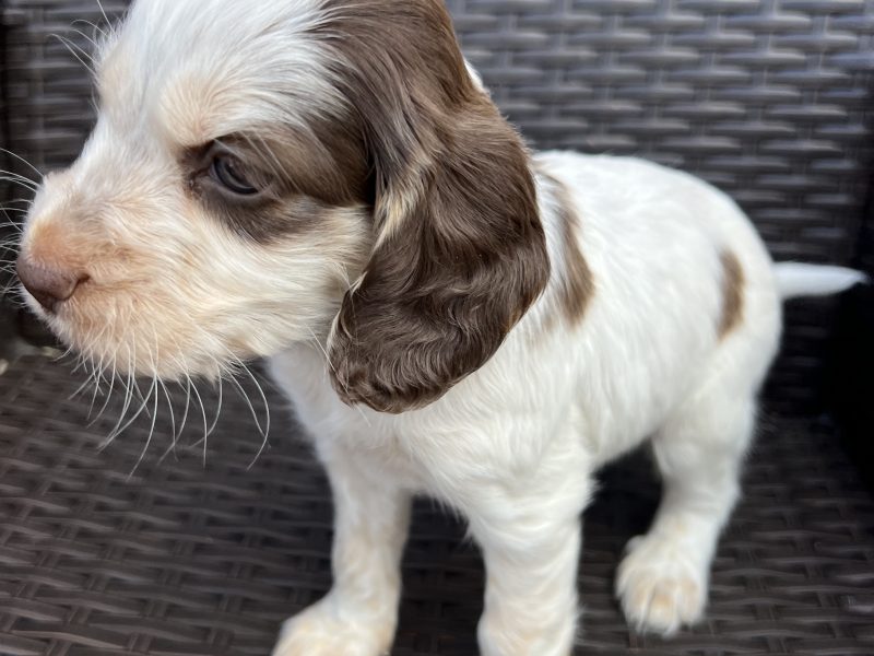 Cocker spaniels