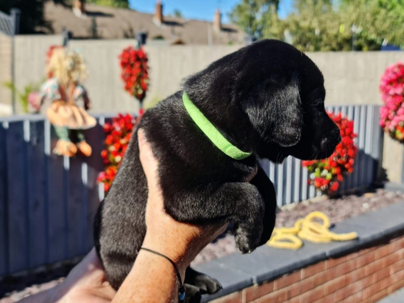 Beautiful Litter
