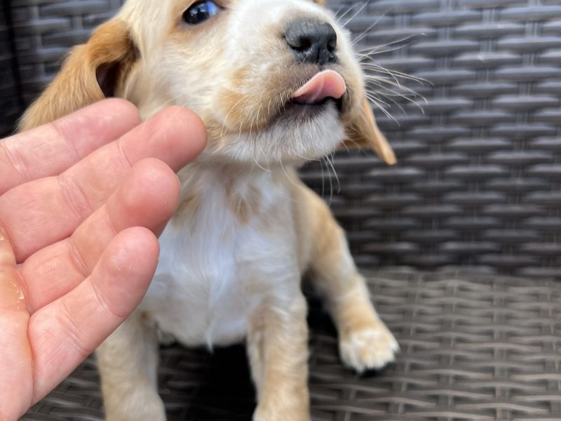 Cocker spaniels