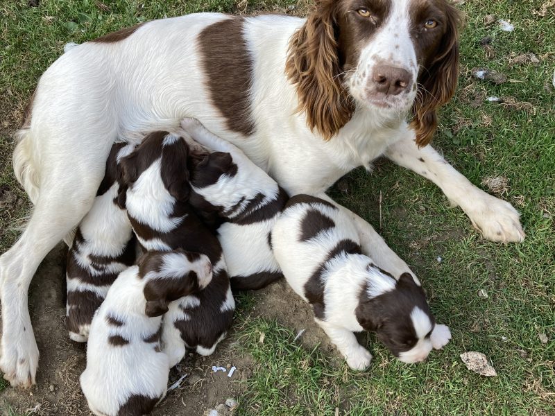 KC REGISTERED ENGLISH SPRINGER SPANIEL PUPS FOR SALE