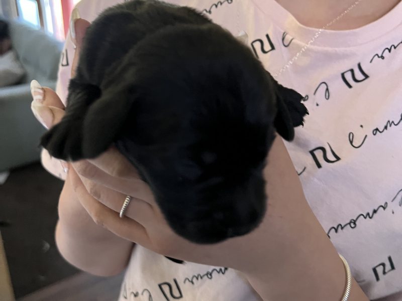 Sprockerdor pups