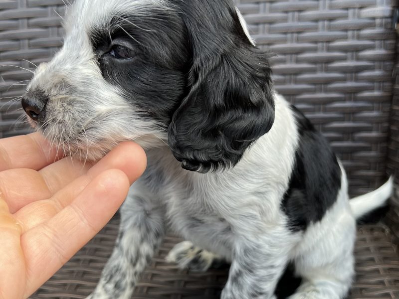 Cocker spaniels