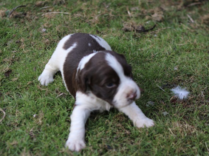 KC REGISTERED ENGLISH SPRINGER SPANIEL PUPS FOR SALE