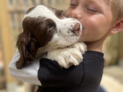Stunning English springer spaniel puppies