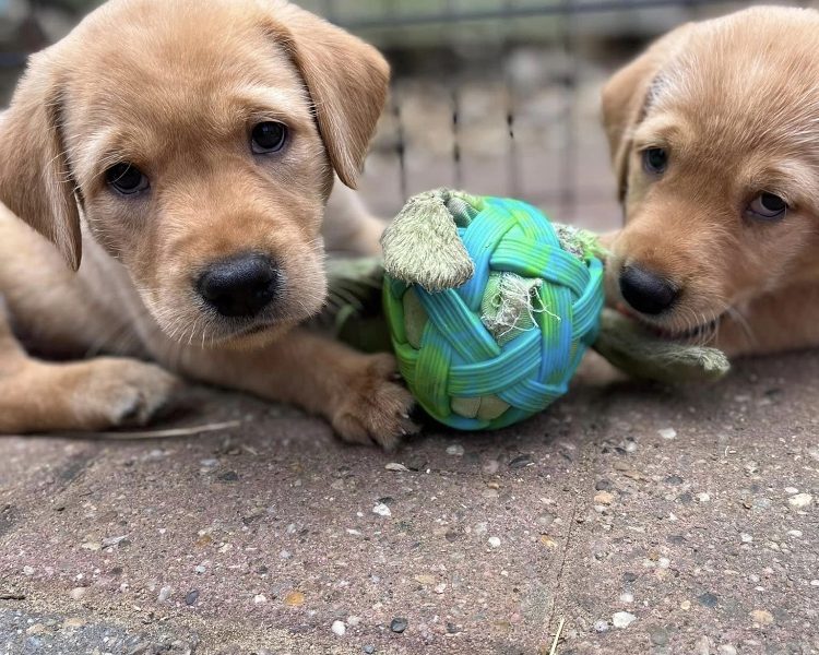 READY NOW Labrador Vizsla Puppies