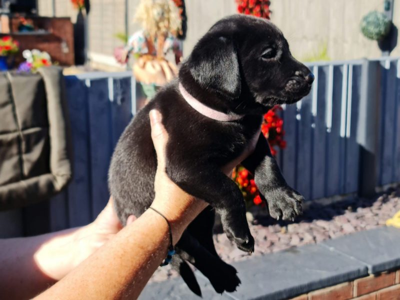 Beautiful Litter