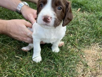 Liver and white springer spaniel dog puppy