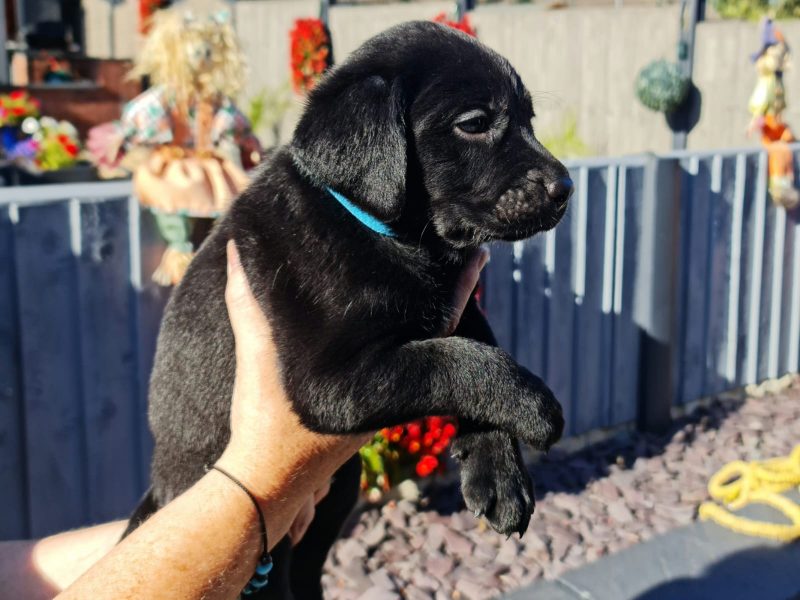 Beautiful Litter