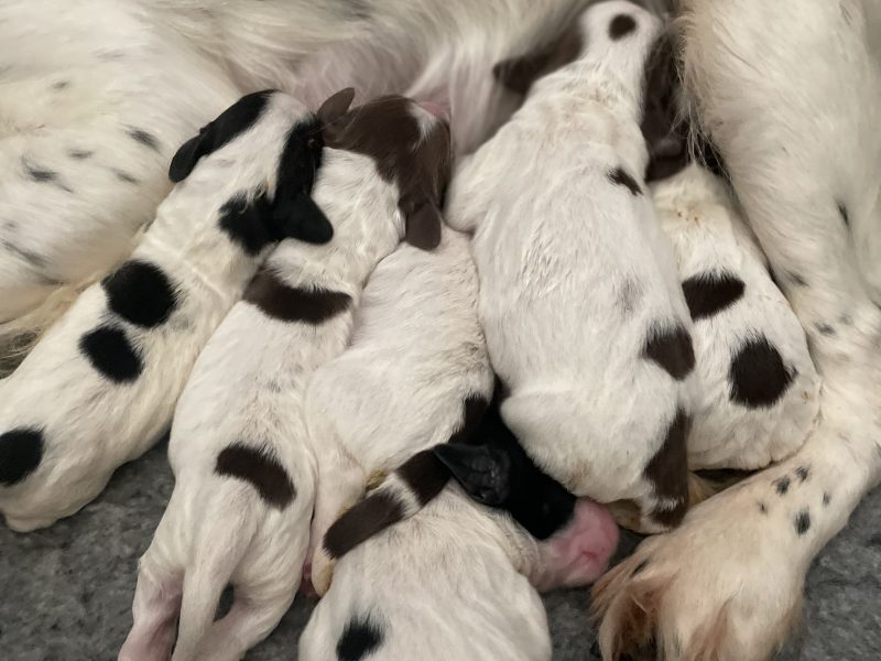 Stunning English springer spaniel puppies