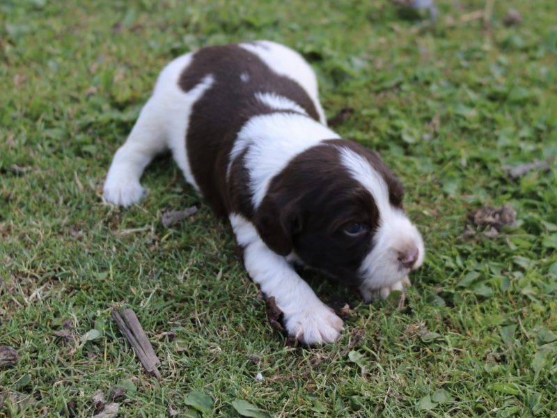 KC REGISTERED ENGLISH SPRINGER SPANIEL PUPS FOR SALE
