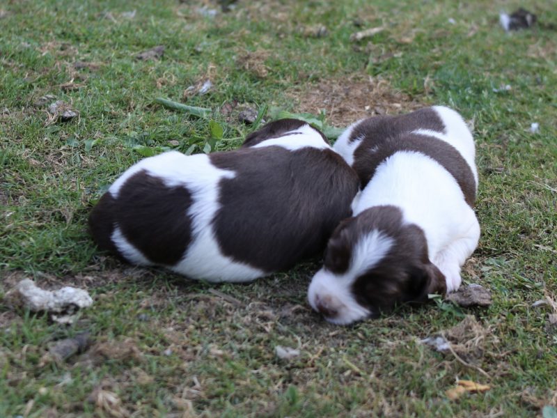 KC REGISTERED ENGLISH SPRINGER SPANIEL PUPS FOR SALE