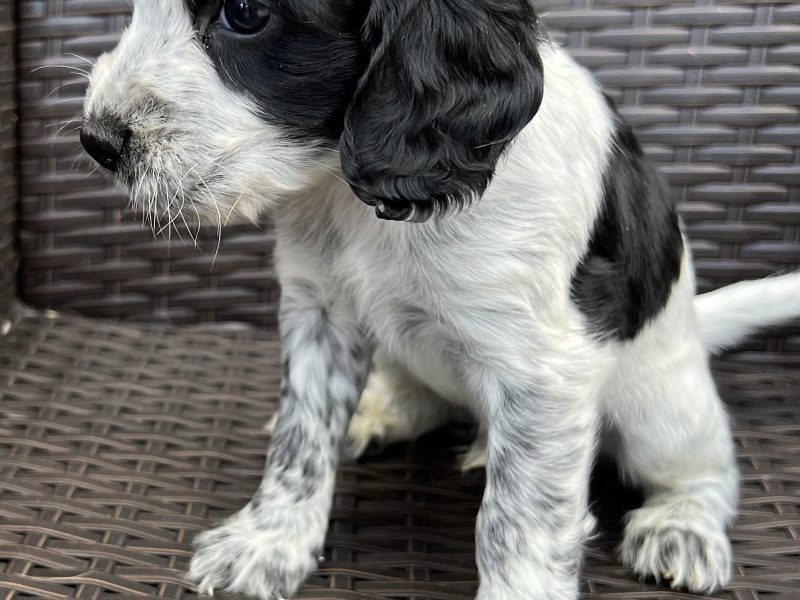 Cocker spaniels