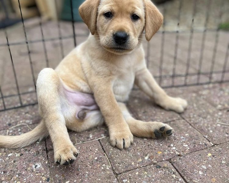 READY NOW Labrador Vizsla Puppies