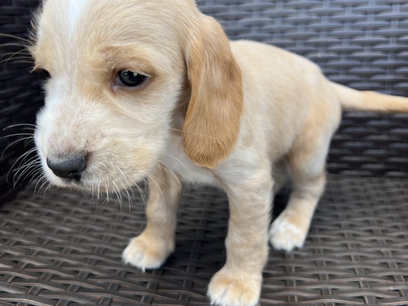 Cocker spaniels
