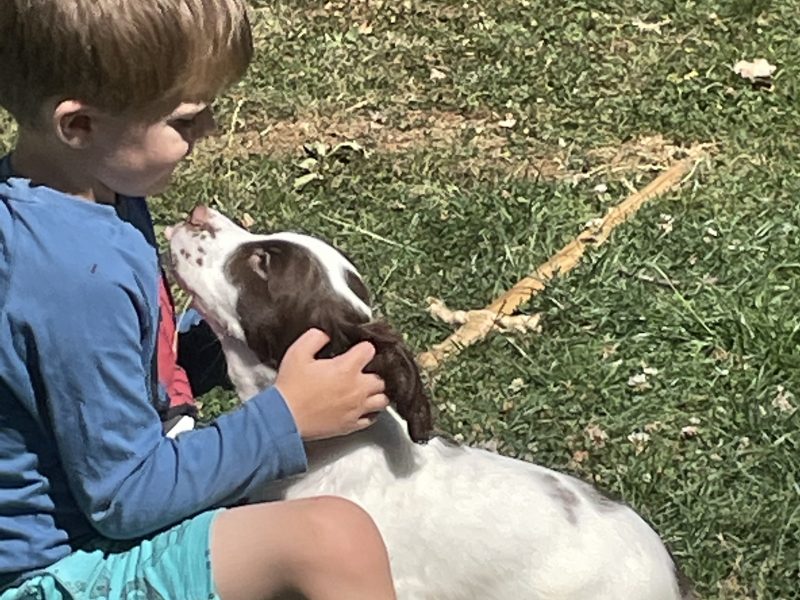 Stunning English springer spaniel puppies