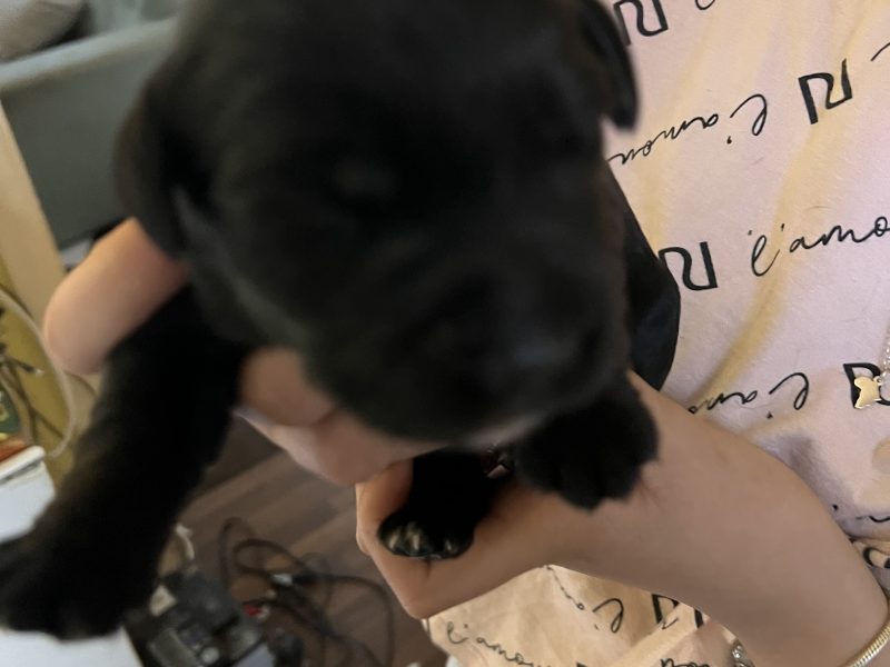 Sprockerdor pups