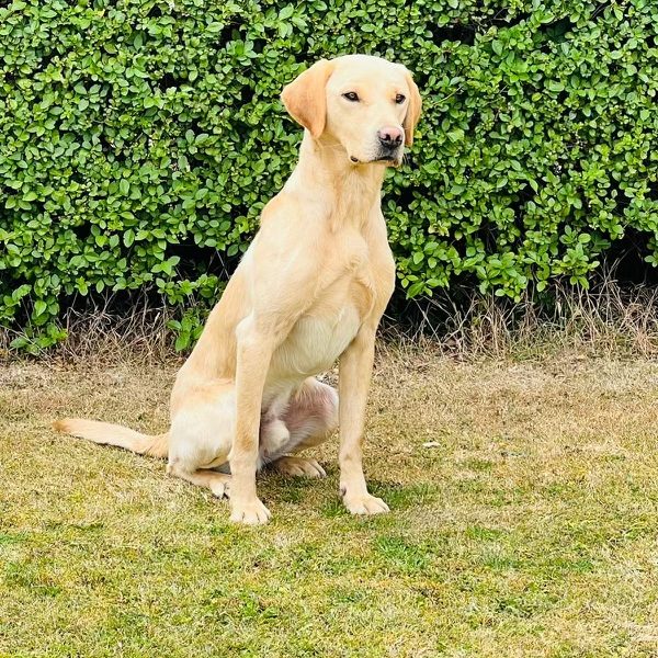 Male Labrador