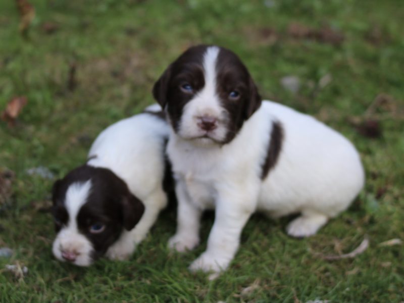 KC REGISTERED ENGLISH SPRINGER SPANIEL PUPS FOR SALE