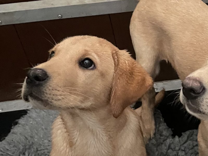 Stunning yellow boy