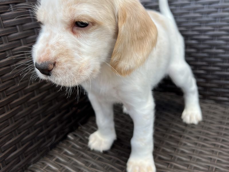 Cocker spaniels