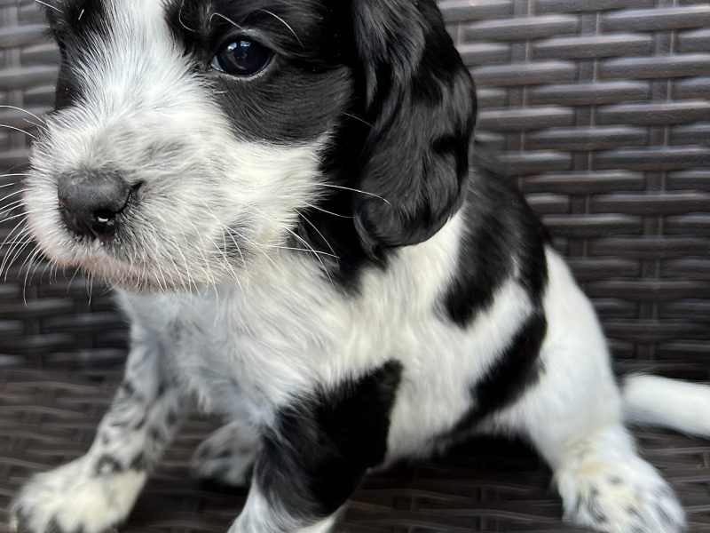 Cocker spaniels