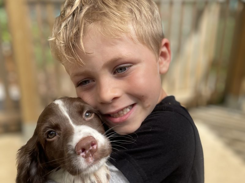 Stunning English springer spaniel puppies