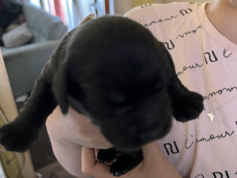 Sprockerdor pups