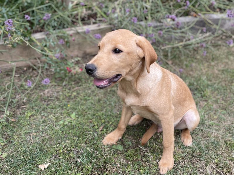 Stunning yellow boy