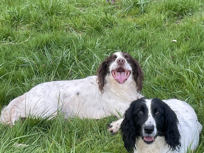 Stunning English springer spaniel puppies