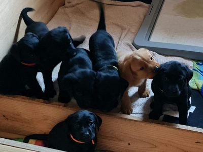 Beautiful Litter