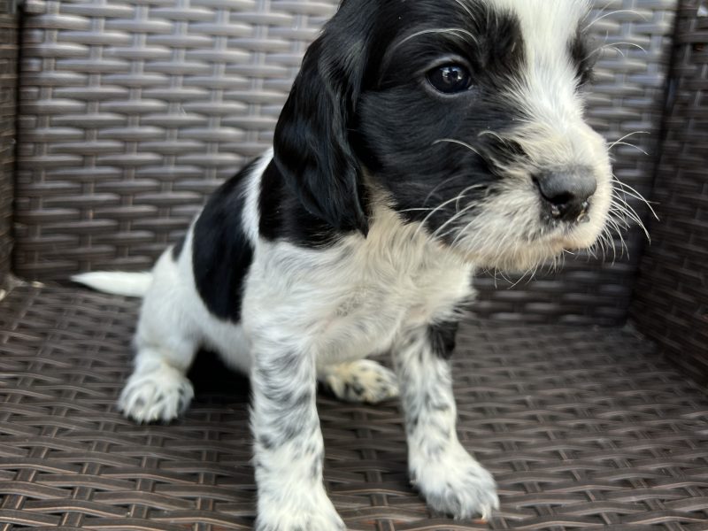Cocker spaniels