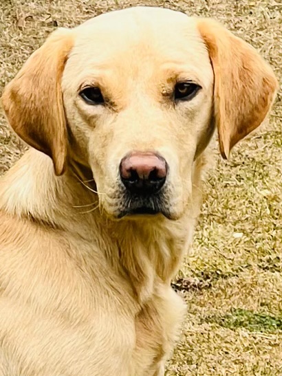 Male Labrador