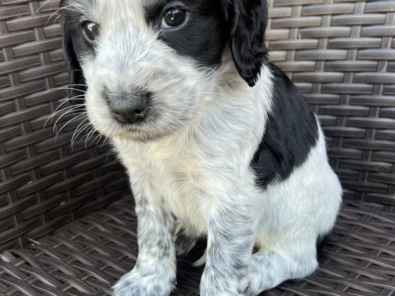 Cocker spaniels