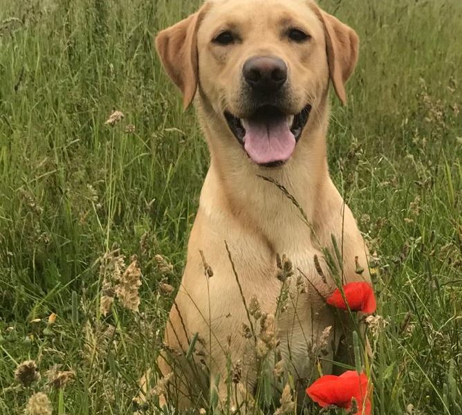 Stunning yellow boy