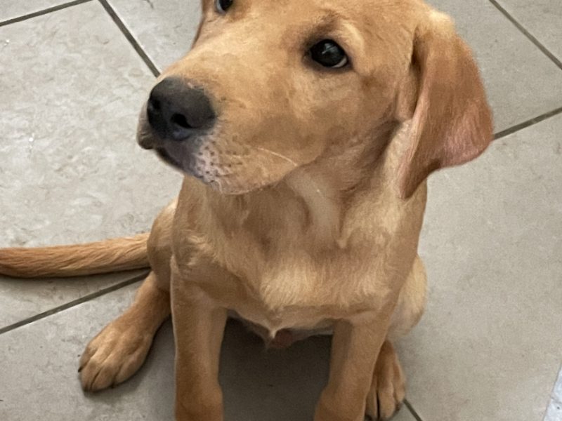Stunning yellow boy