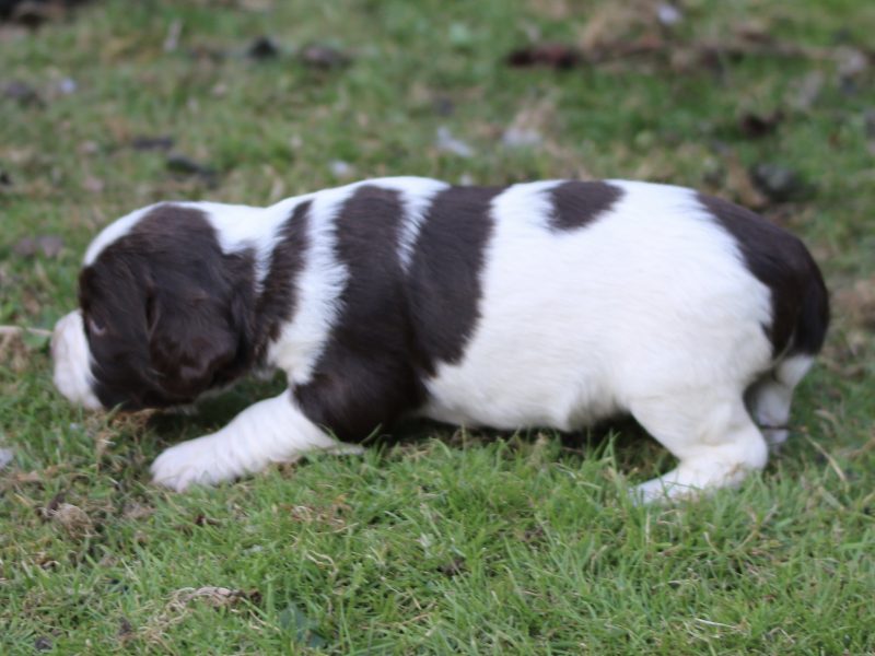 KC REGISTERED ENGLISH SPRINGER SPANIEL PUPS FOR SALE