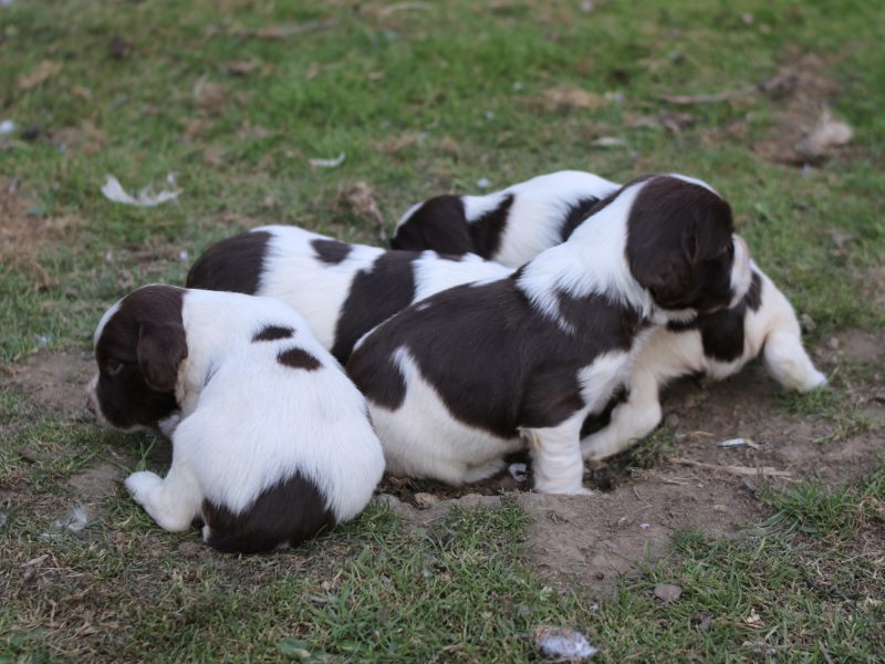 KC REGISTERED ENGLISH SPRINGER SPANIEL PUPS FOR SALE