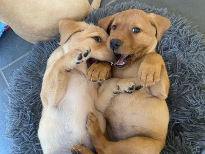 READY NOW Labrador Vizsla Puppies