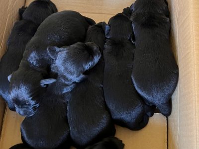 Sprockerdor pups