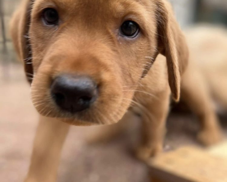 READY NOW Labrador Vizsla Puppies
