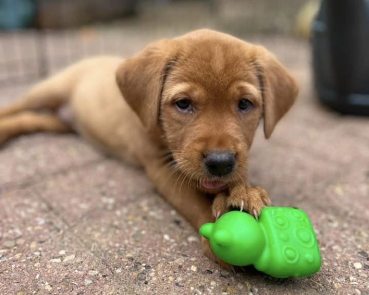 READY NOW Labrador Vizsla Puppies