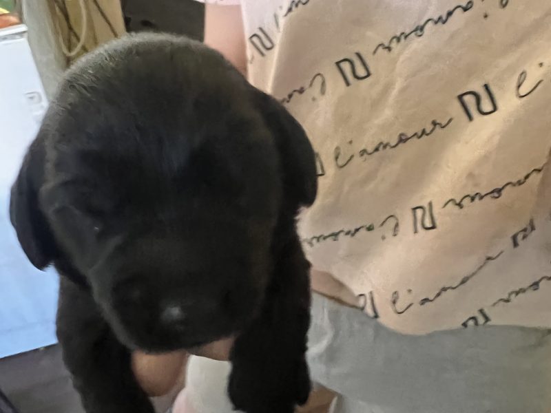 Sprockerdor pups