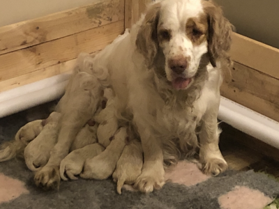 Working Clumber Spaniels for sale