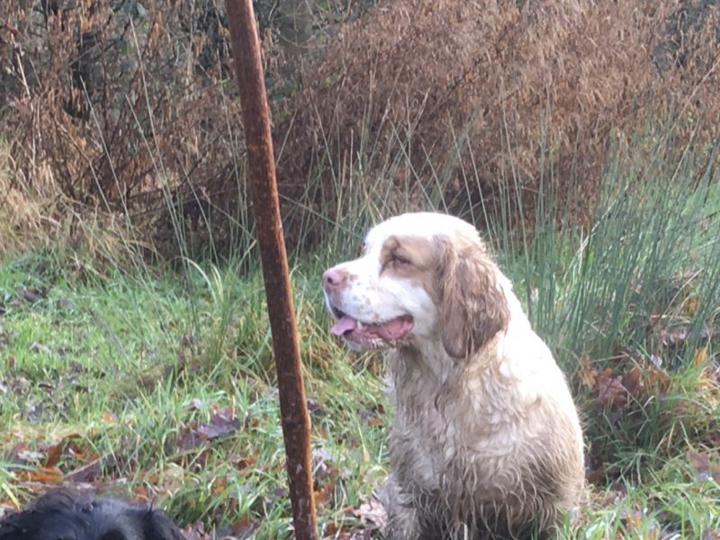 Working Clumber Spaniels for sale
