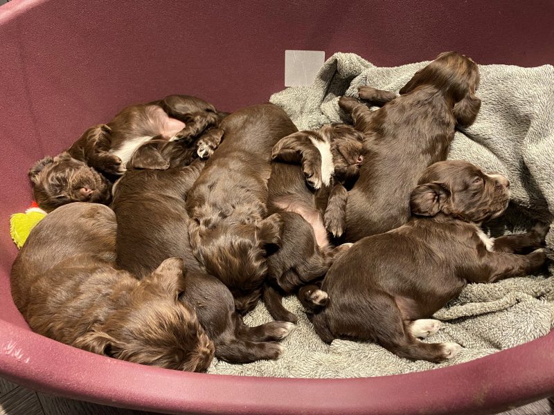 ROKEBY GUN DOGS
