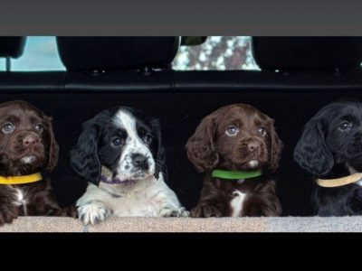 ROKEBY GUN DOGS