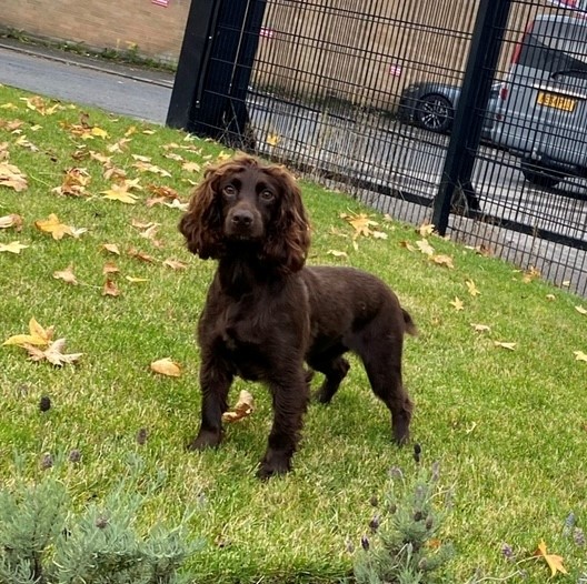 ROKEBY GUN DOGS