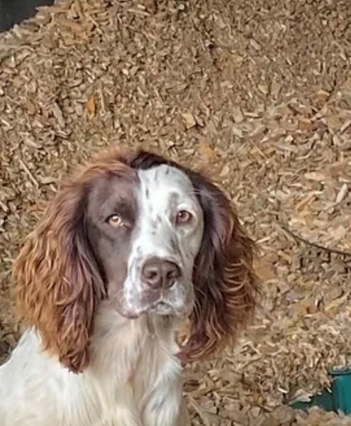 ROKEBY GUN DOGS