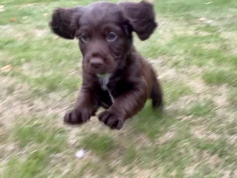 2 Chocolate, Working Cocker Dogs available - from long line of FTCH on both sides