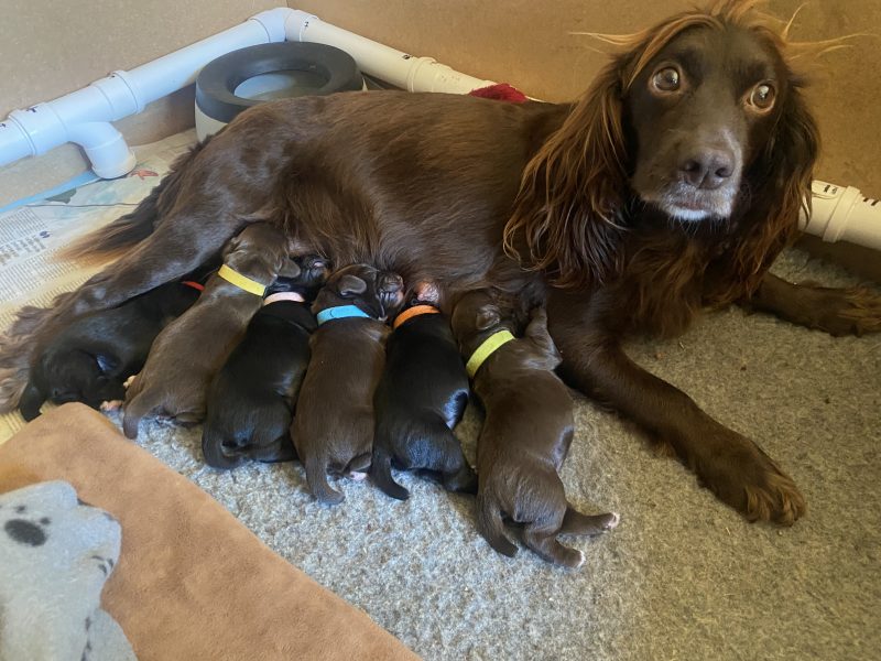 2 Chocolate, Working Cocker Dogs available - from long line of FTCH on both sides